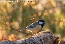 talitiainen