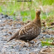 teeri-metsaautotiella