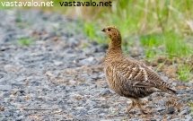 teeri-metsaautotiella