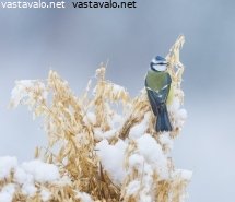 tiainen-kauralyhteessa