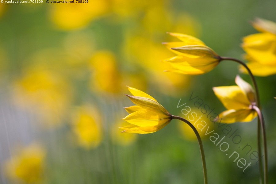 Kuva Keltaisia Tulppaaneja Tulppaani Tulppaanit Keltainen - 