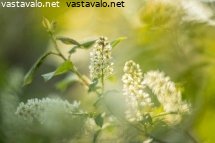 kevainen-tuomi