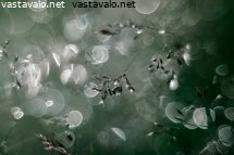 pisaroita-heinikossa