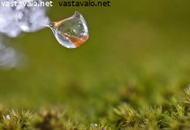 jaakala