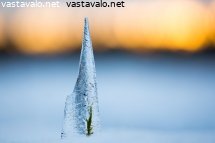 jaapuikko-hangella