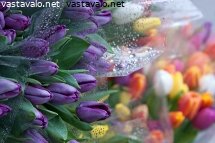 tulppaaneja-myytavana