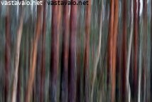 metsassa