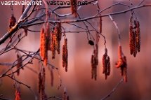 iltaauringossa