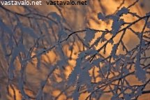lumiset-oksat