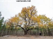 vanhan-tammen-alla