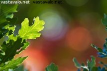syksyn-vareja
