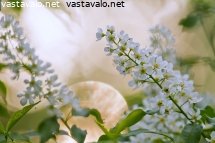 tuomi-kevatillassa