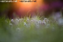 valkoapiloita-kesaillassa
