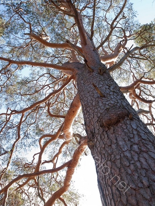 suuri Pinus kuviaruiskuttaminen äidit