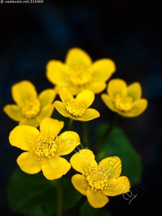 Kuva Rentukan Aika Rentukka Caltha Palustris Kasvi Kukka Kev t kuva-rentukan-aika-rentukka-caltha-palustris-kasvi-kukka-kev-t