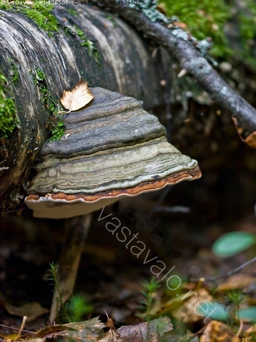 Kuva Taulak p Taulak p Fomes Fomentarius Sieni K p Kova kuva-taulak-p-taulak-p-fomes-fomentarius-sieni-k-p-kova