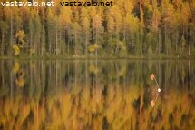 yksinainen-verkkomerkki