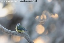 sinitiainen-pakkasessa