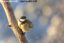talitintti-lumituiverruksessa