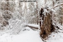 pystyjuurakko