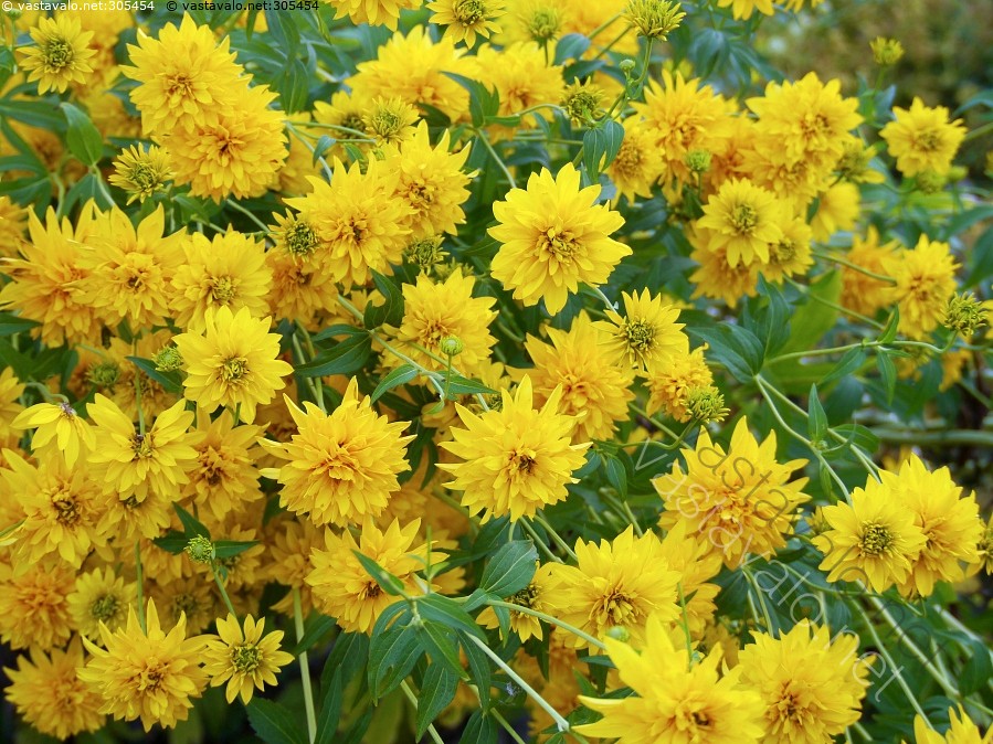 Kuva Kultapallo kukka perenna keltainen puutarhakasvi kultapallo