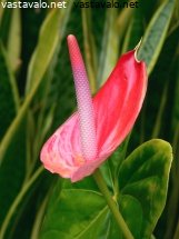 flamingonkukka