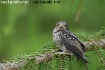 harmaasiepon-poikanen