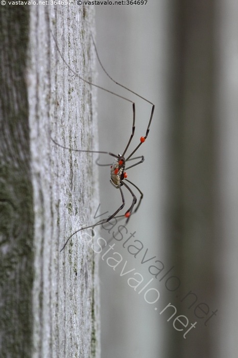 kuva-lukki-punkeilla-lukki-lukit-opiliones-h-m-h-kkiel-in