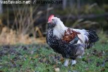 Nuori karvainen kusipää videot