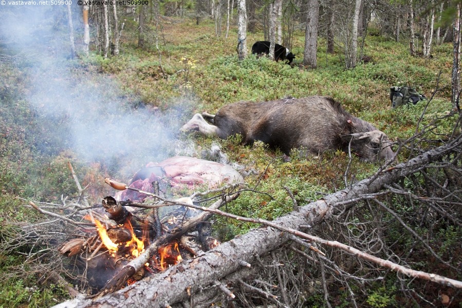 Hirvi eläinten metsästys dating site dating otsikko esimerkkejä