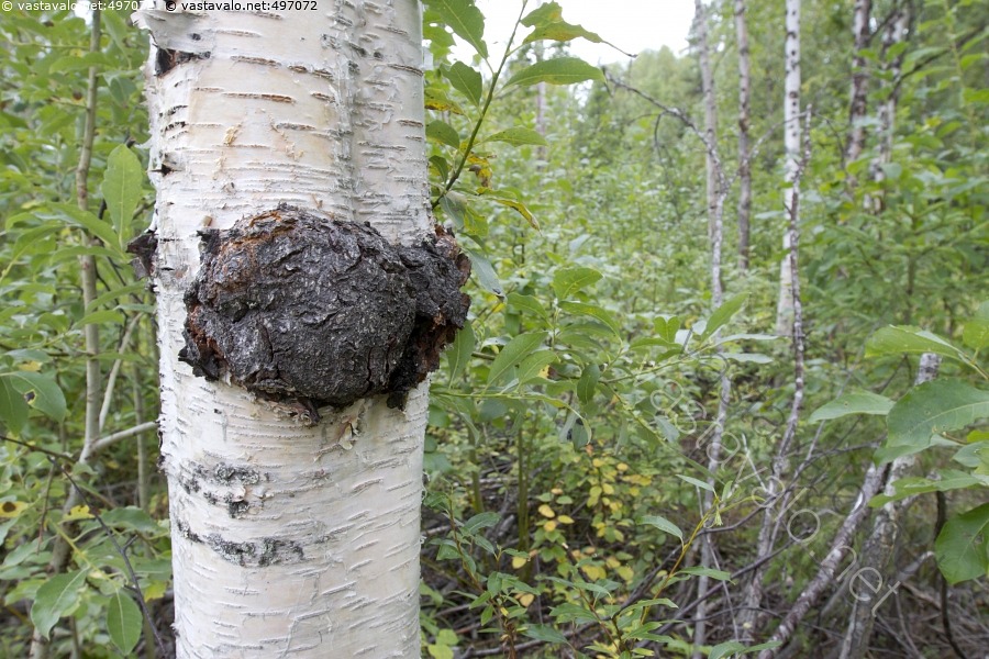 kuva-pakurik-p-pakurik-p-inonotus-obliquus-luontaisl-ke