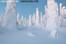 tykkypuut