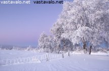 koivu