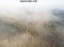 aamuusvaa-metsan-paalla