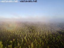 aamuusvaa-metsan-paalla