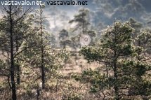 aamu-torronsuolla