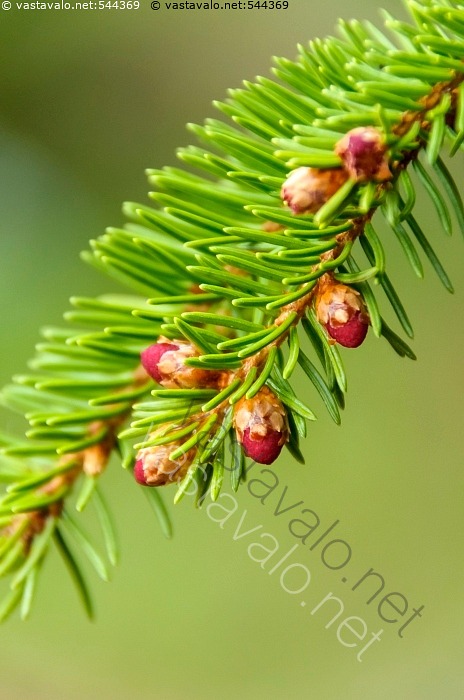 Kuva: Kuusen kukat - kuusi kuusenoksa kukkia kukkiva kukka nuppu ...