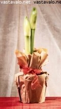 amaryllis-nuputtaa