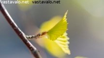 hiirenkorvalla