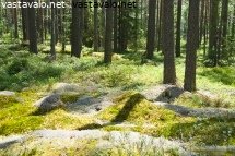 kuivaa-kangasmetsaa