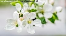 valkoisia-omenankukkia