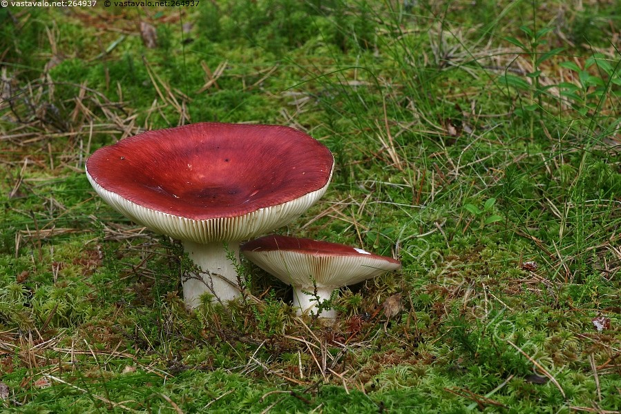 Kuva: Isohapero - isohapero Russula paludosa ruokasieni tummanpunainen ...