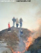 kokolla