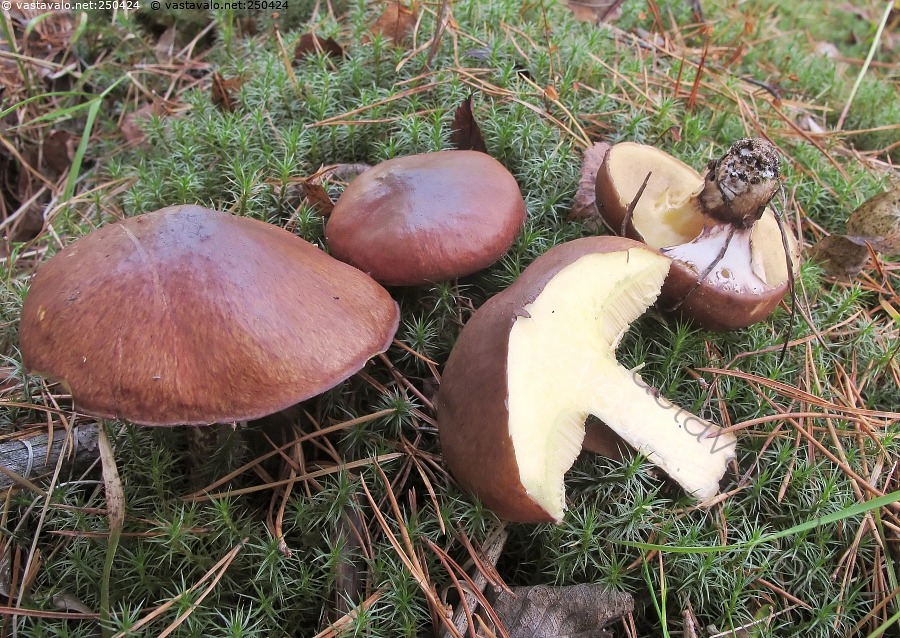 kuva-voitatit-voitatti-suillus-luteus-voitatit-sy-t-v-t-herkulliset