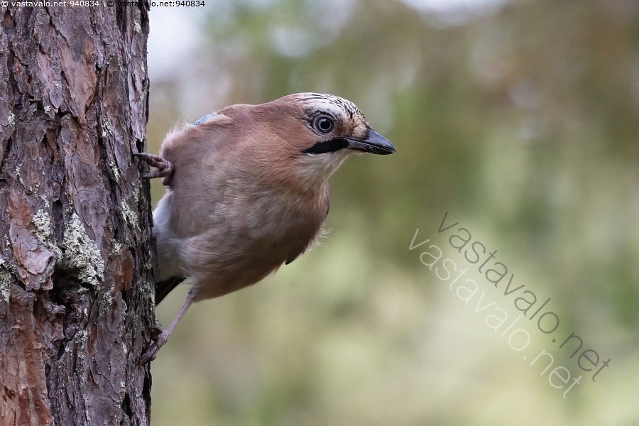Kuva N rhi N rhi Garrulus Glandarius M nty Runko Lintu V rik s kuva-n-rhi-n-rhi-garrulus-glandarius-m-nty-runko-lintu-v-rik-s
