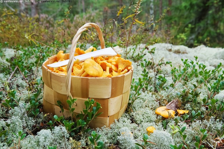 Kuva: Kanttarellit - Cantharellus cibarius kantarelli kanttarelli ...