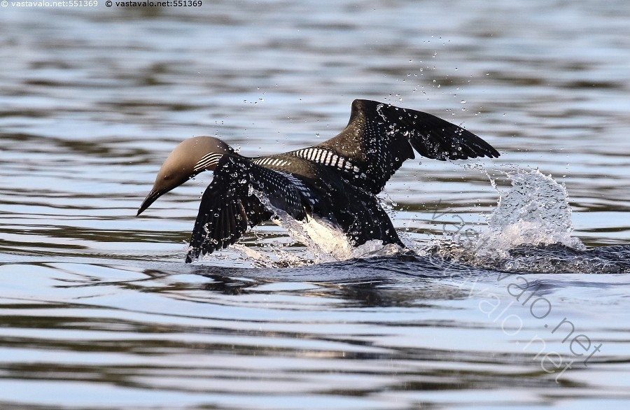 Kuvahaun tulos haulle kuikka nousee lentoon
