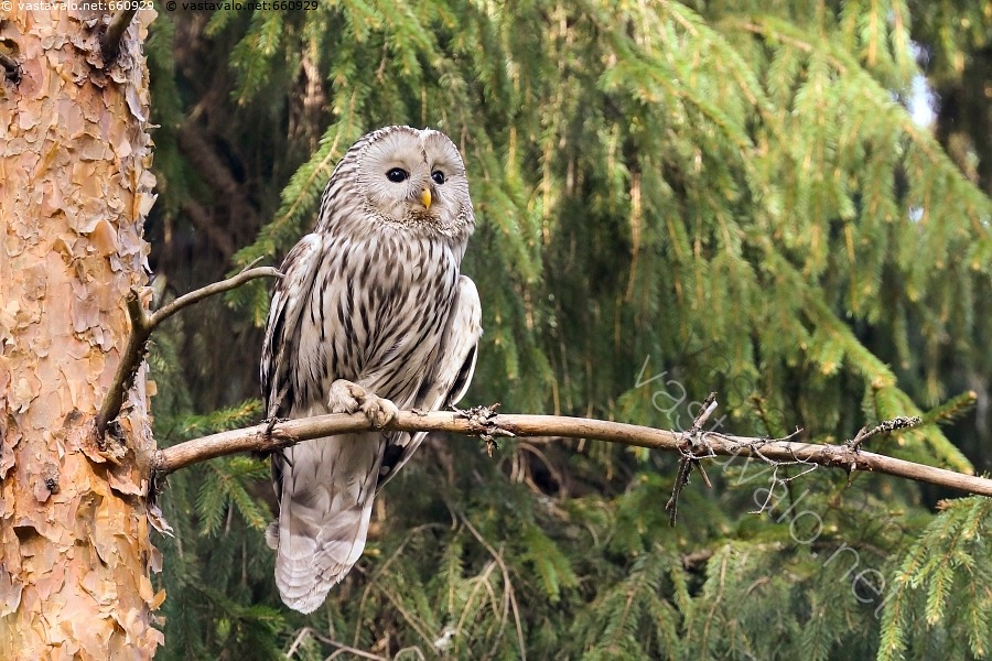 kuva-viirup-ll-p-ll-viirup-ll-el-in-luonto-strix-uralensis-puussa