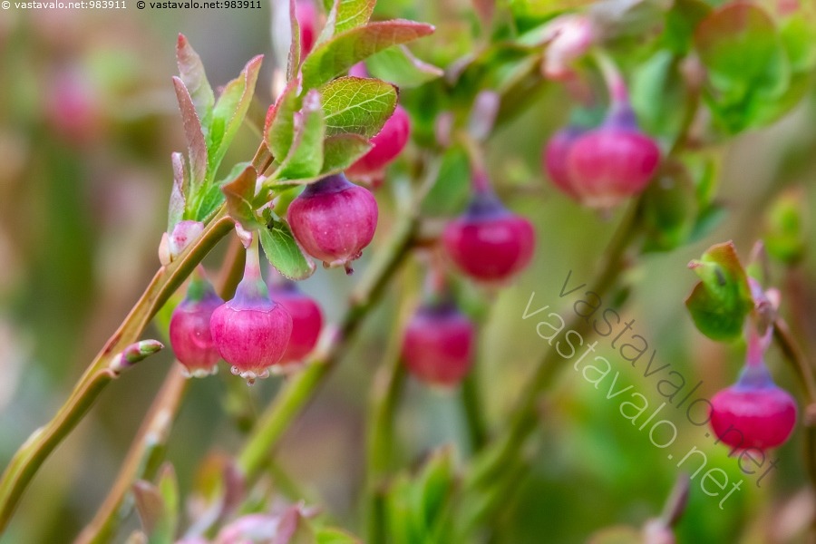 kuva-mustikan-kukat-kukkiva-mustikka-vaccinium-myrtillus-kukkii