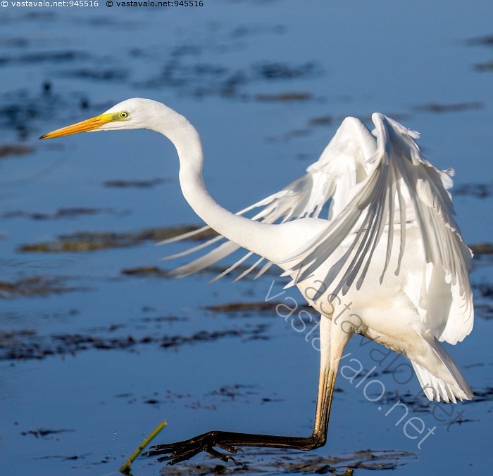 Kuva Jalohaikara Ardea Egretta Alba Jalohaikara Lennossa Lento kuva-jalohaikara-ardea-egretta-alba-jalohaikara-lennossa-lento